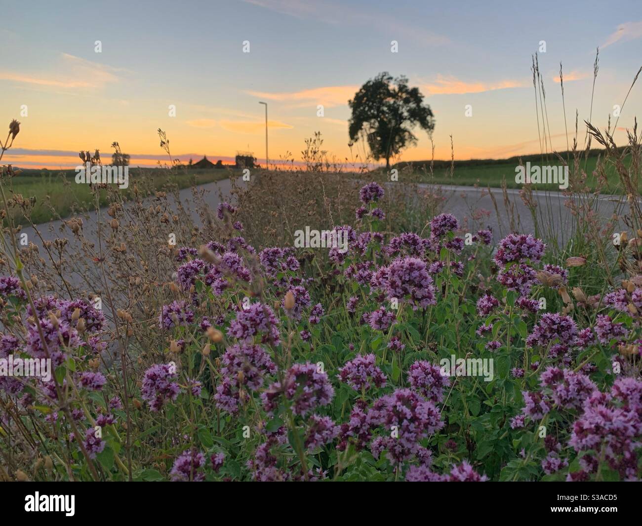 Fiori porpora e albero al tramonto Foto Stock