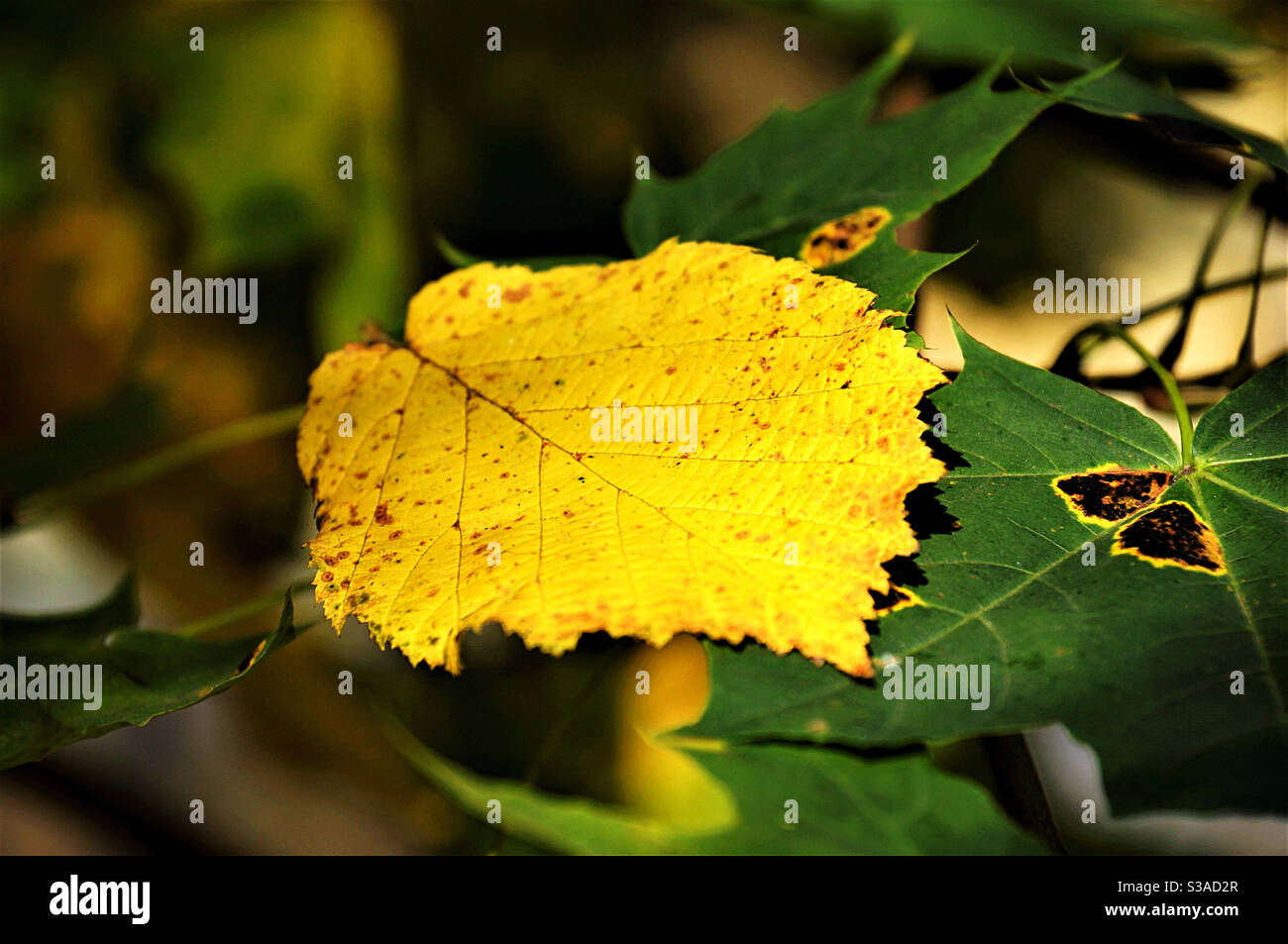 Foglia gialla caduta illuminata dal sole d'autunno - Immagine stock catturata con smartphone