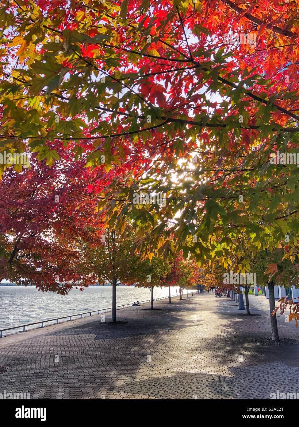 Un colorato baldacchino di foglie d'autunno. Foto Stock