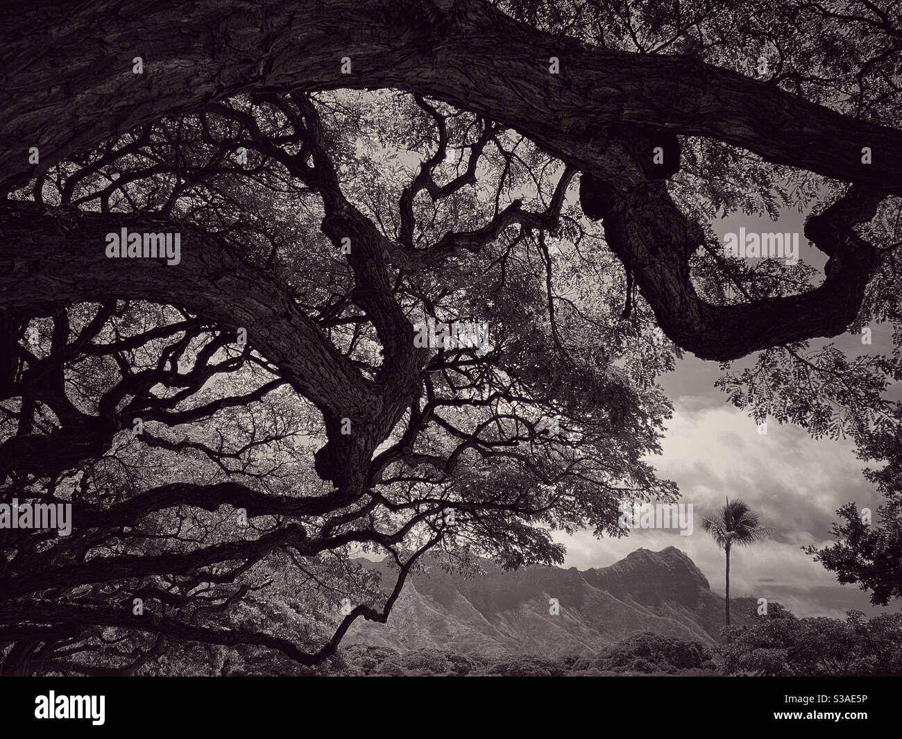 Vista monocromatica di Diamond Head con tinta seppia da sotto i rami di un albero di ombra Foto Stock