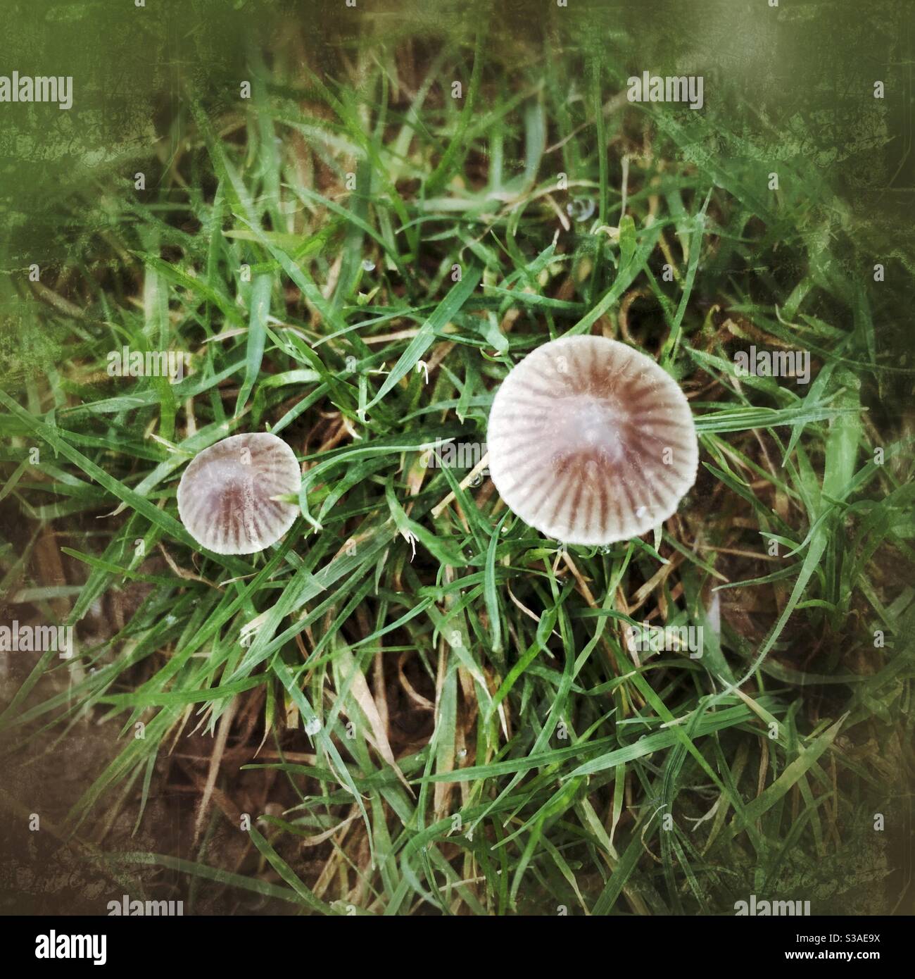 Funghi magici, funghi porcini Liberty, Hampshire, Inghilterra, Regno Unito. Foto Stock