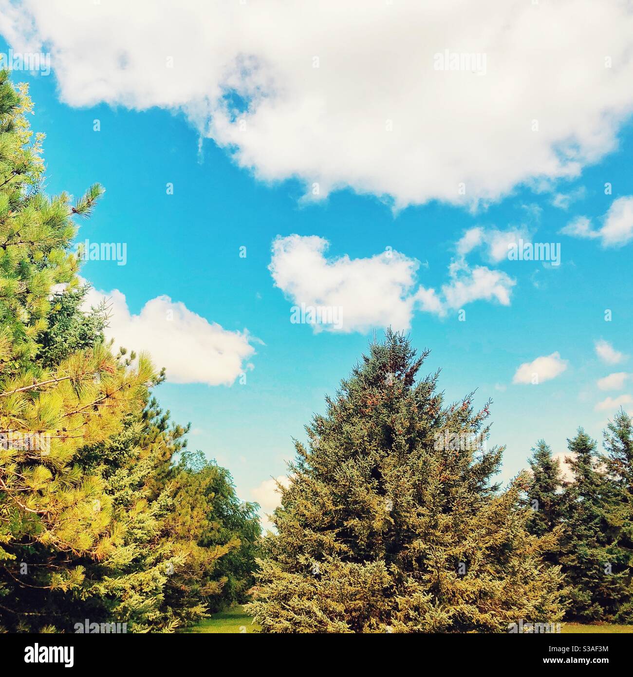 Giornata di sole con cielo blu nuvoloso e alberi sempreverdi Foto Stock