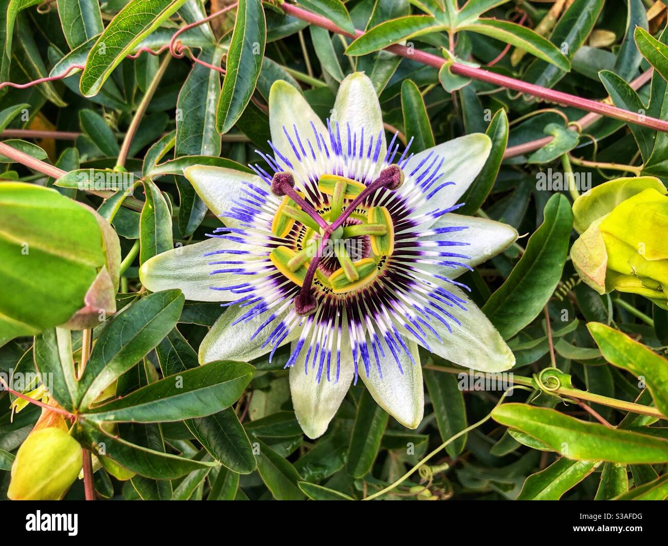Fiore di passione in pieno fiore primo piano, fiore di passione blu, Passiflora caerulia - Immagine stock catturata con smartphone