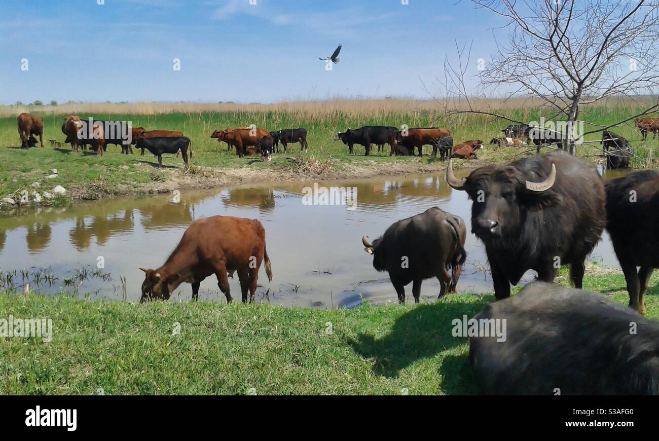 Bufalo d'acqua e bestiame in una zona umida, delta Foto Stock