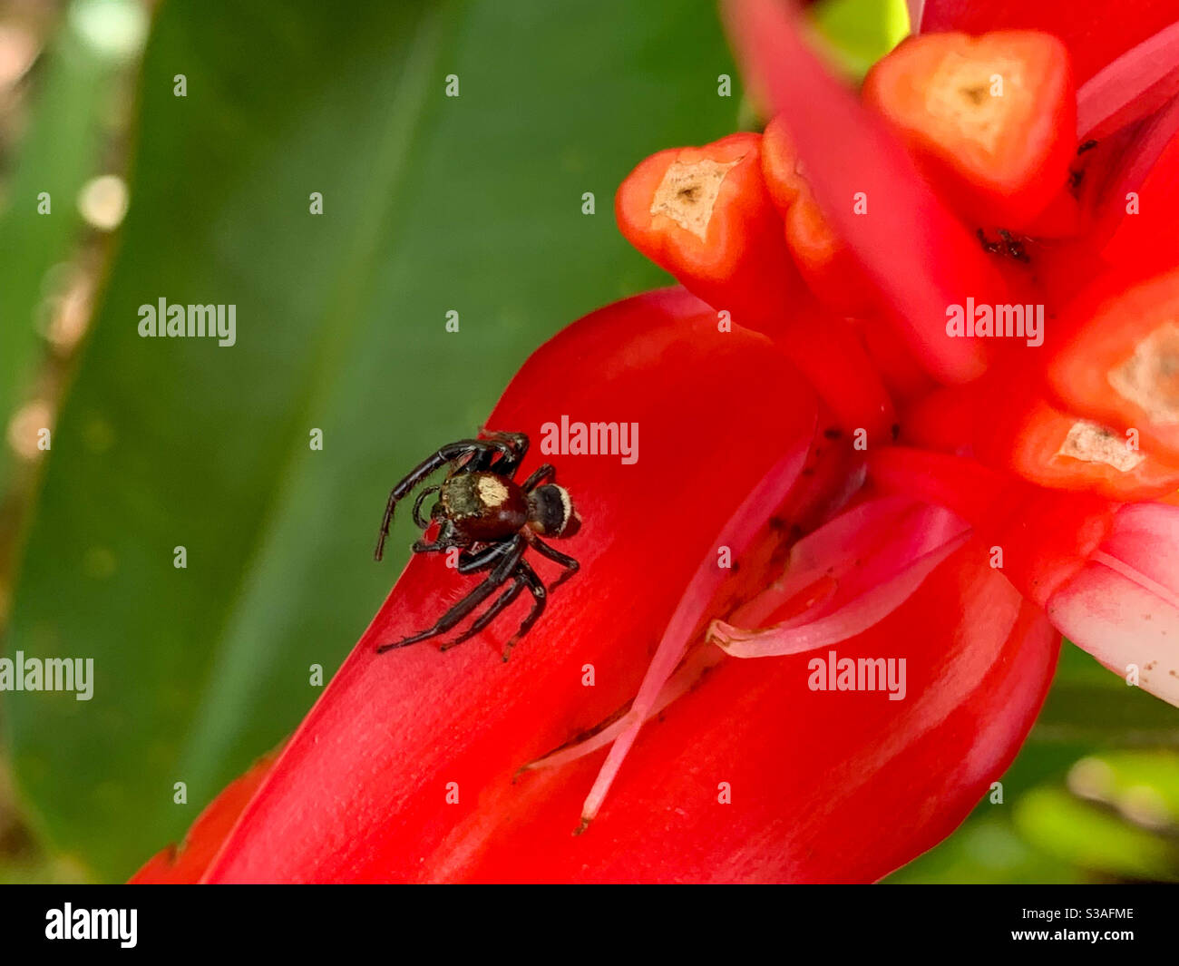 Ragno piccolo su una fioritura rossa - Immagine stock catturata con smartphone