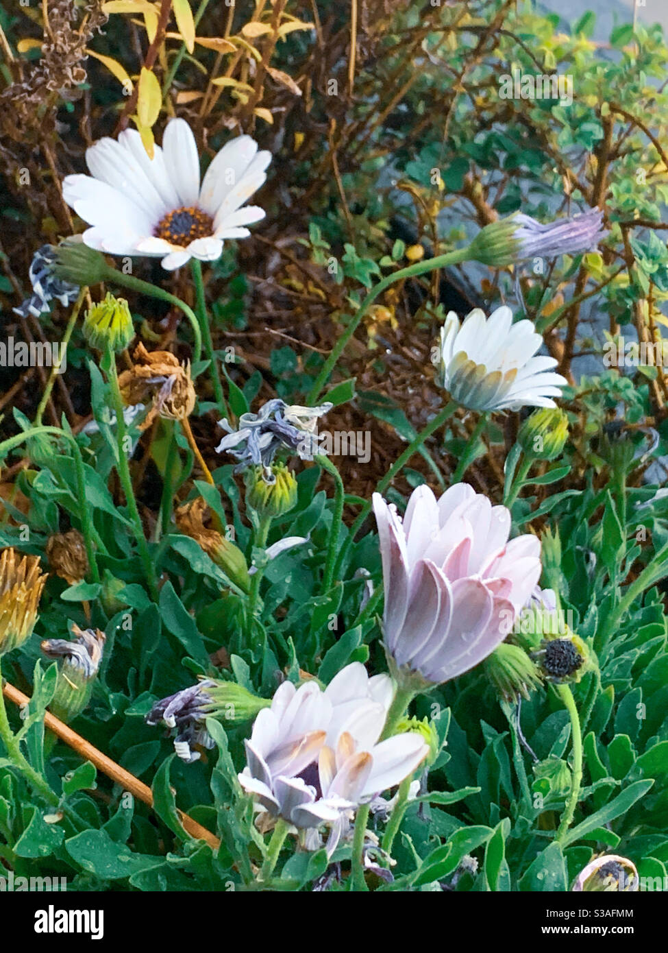 Margherite africane bianche e viola nel giardino Foto Stock