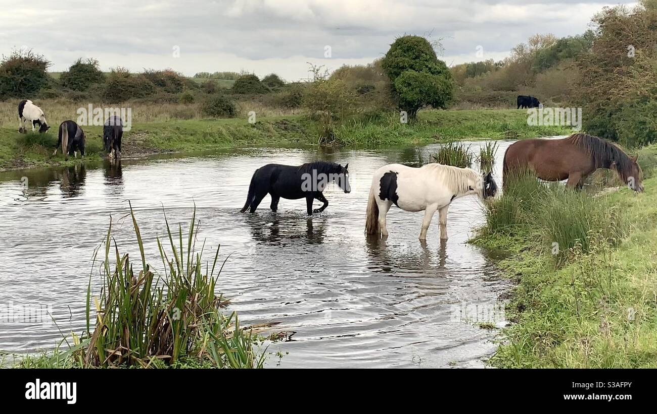 Cavalli che attraversano il fiume su Staines Moor - Immagine stock catturata con smartphone