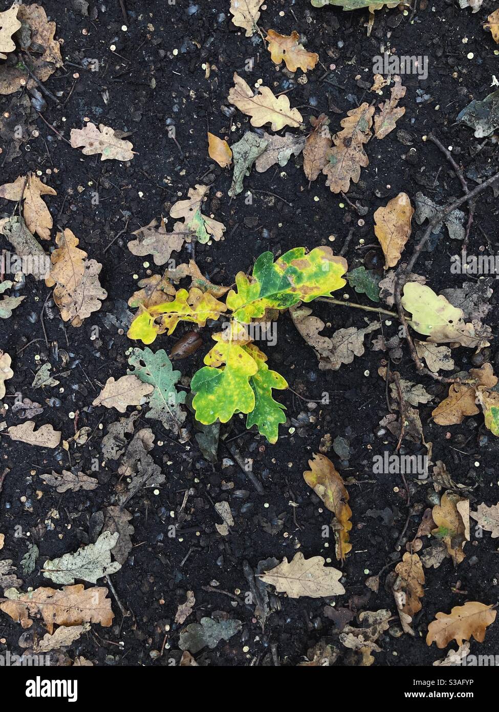 Foglie di quercia giallo e verde circondate da foglie marroni sul pavimento Foto Stock