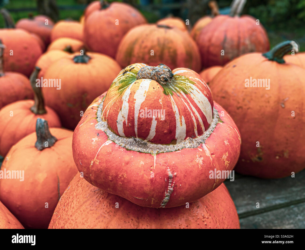 Zucca Foto Stock
