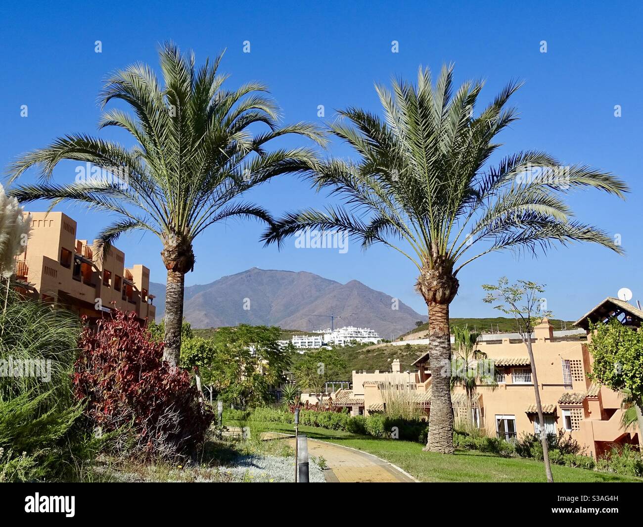 Montagne incorniciate tra due palme in una zona residenziale Nel sud della Spagna Foto Stock