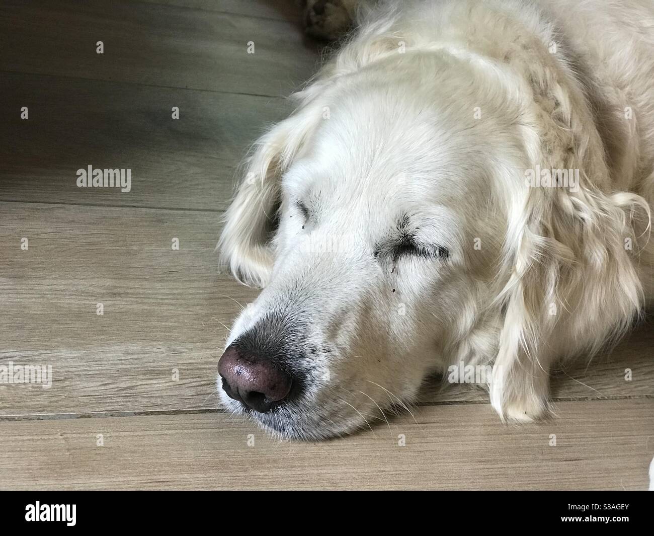 Bianco Golden Retriever addormentato Foto Stock