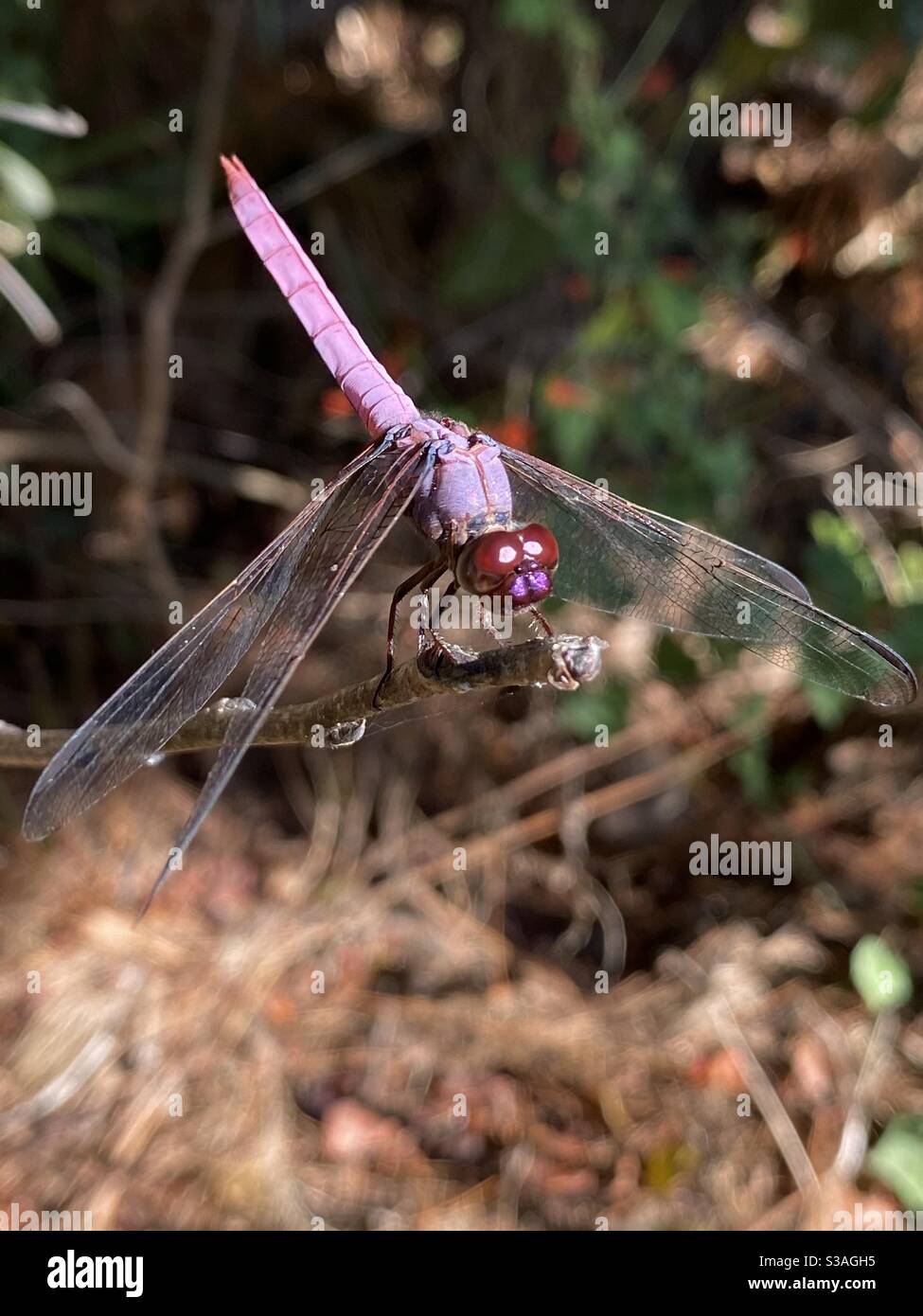 Dragonfly skimmer viola su un bastone asciutto nella foresta - Immagine stock catturata con smartphone