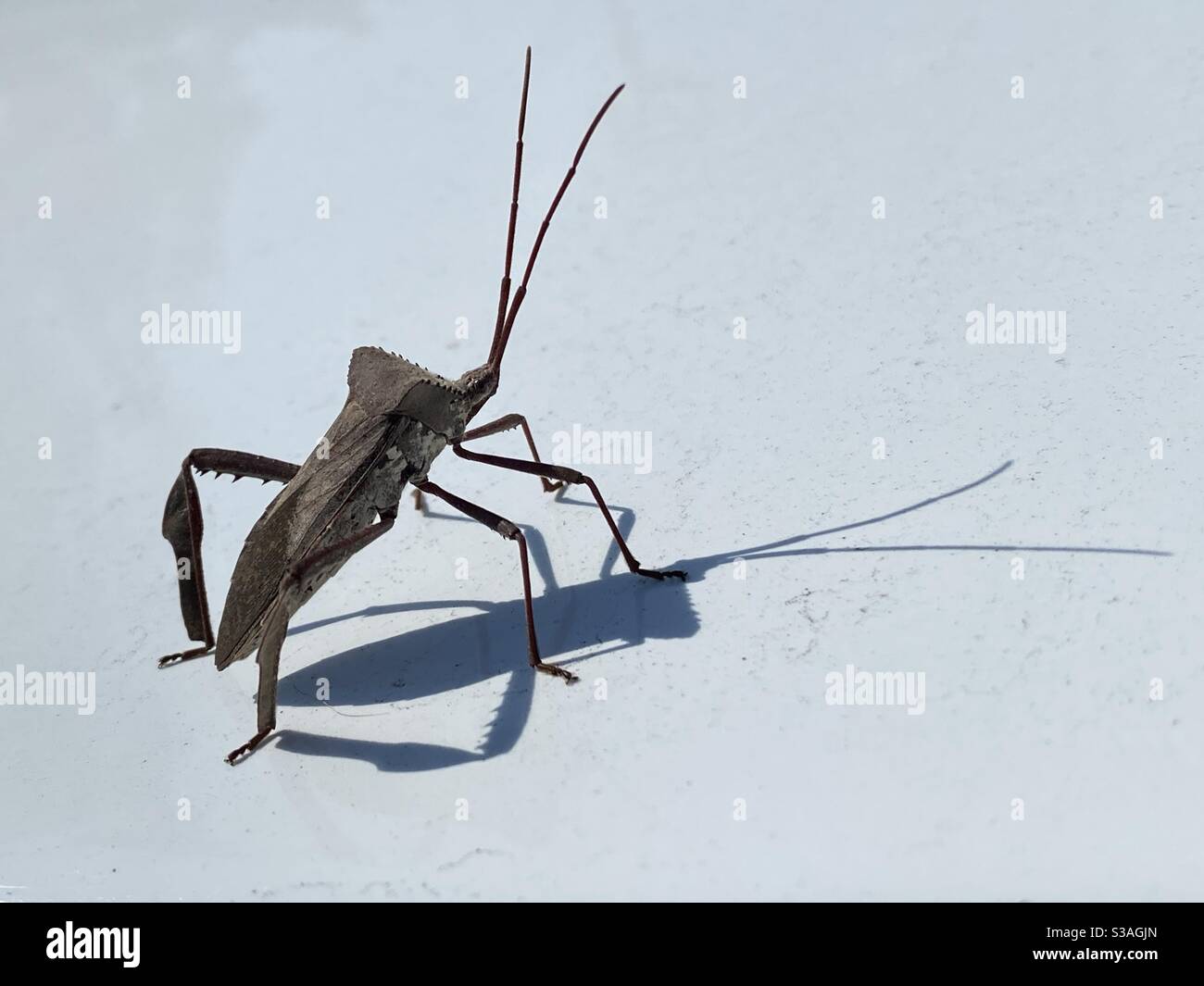 Balestra orientale footed bug su solido sfondo bianco con ombra Foto Stock