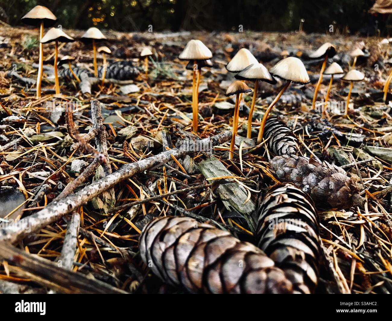 Funghi, coni di pino, aghi di pino e ramoscelli sul pavimento boscoso Foto Stock