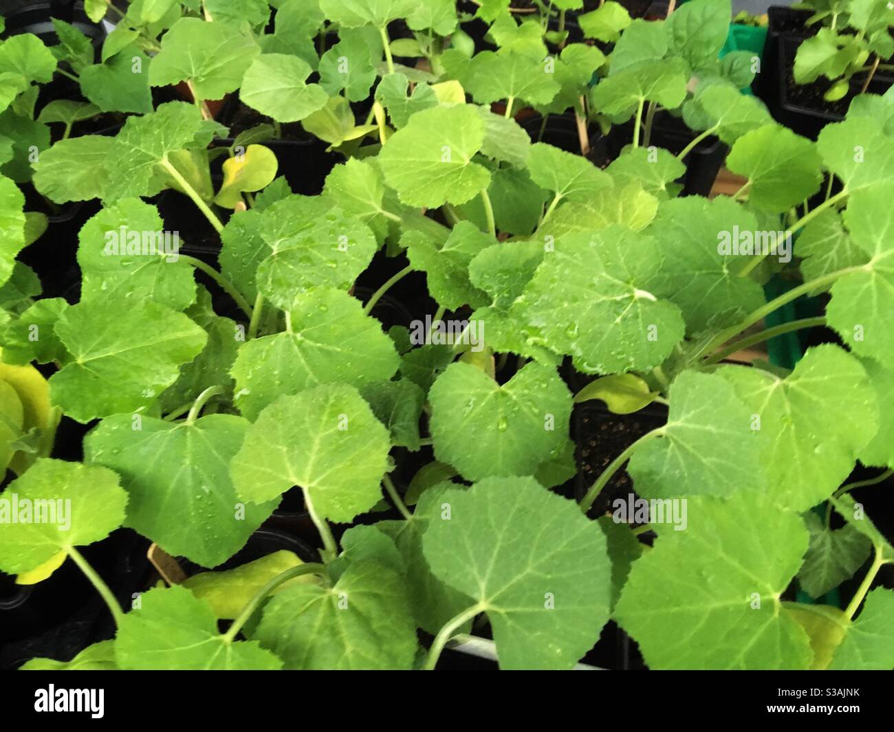 piantare giovani piante di curbicitaes Foto Stock