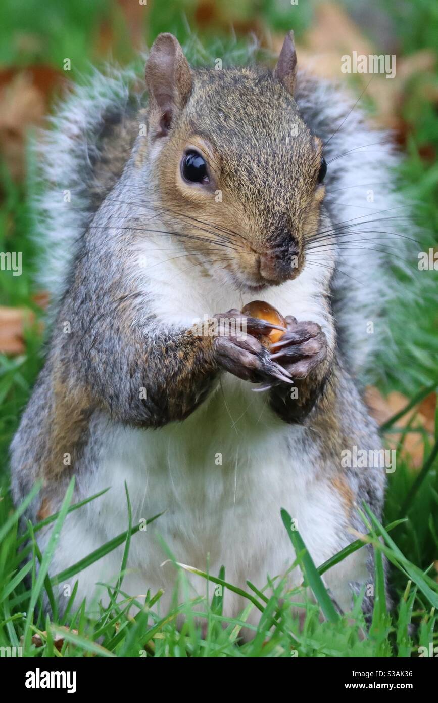 Uno scoiattolo che tiene una ghianda Foto Stock