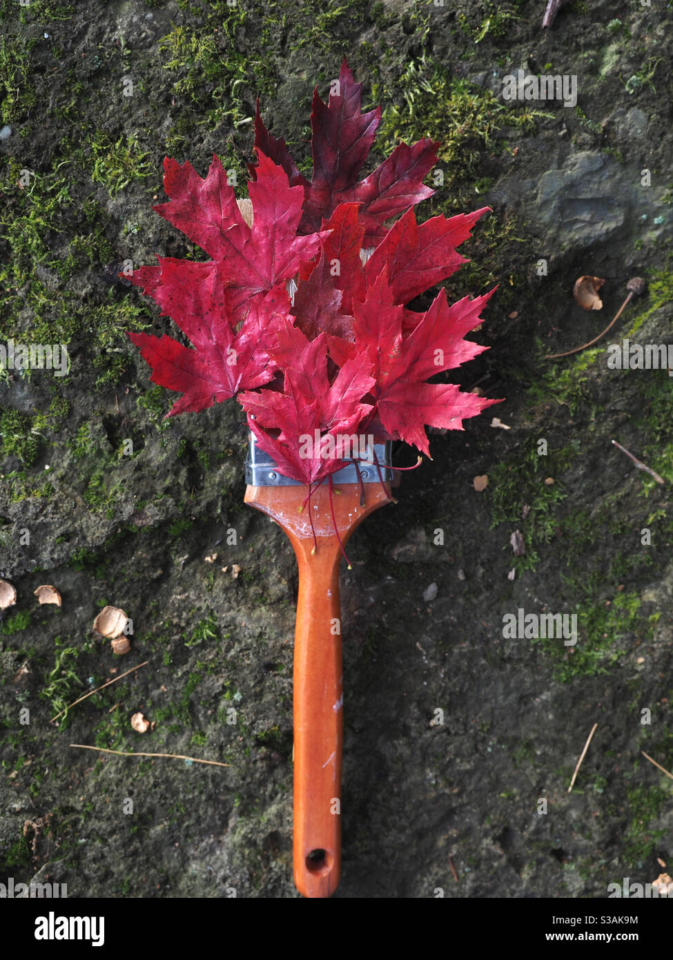Pennello per pittura a foglia d’acero rosso d’autunno Foto Stock