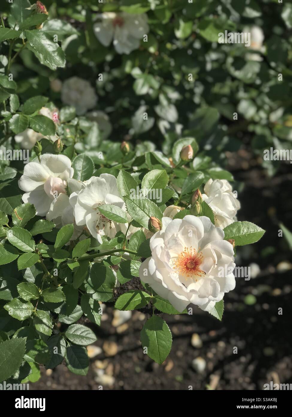 White Rose (Rosa Alba) al Buscot Park Foto Stock