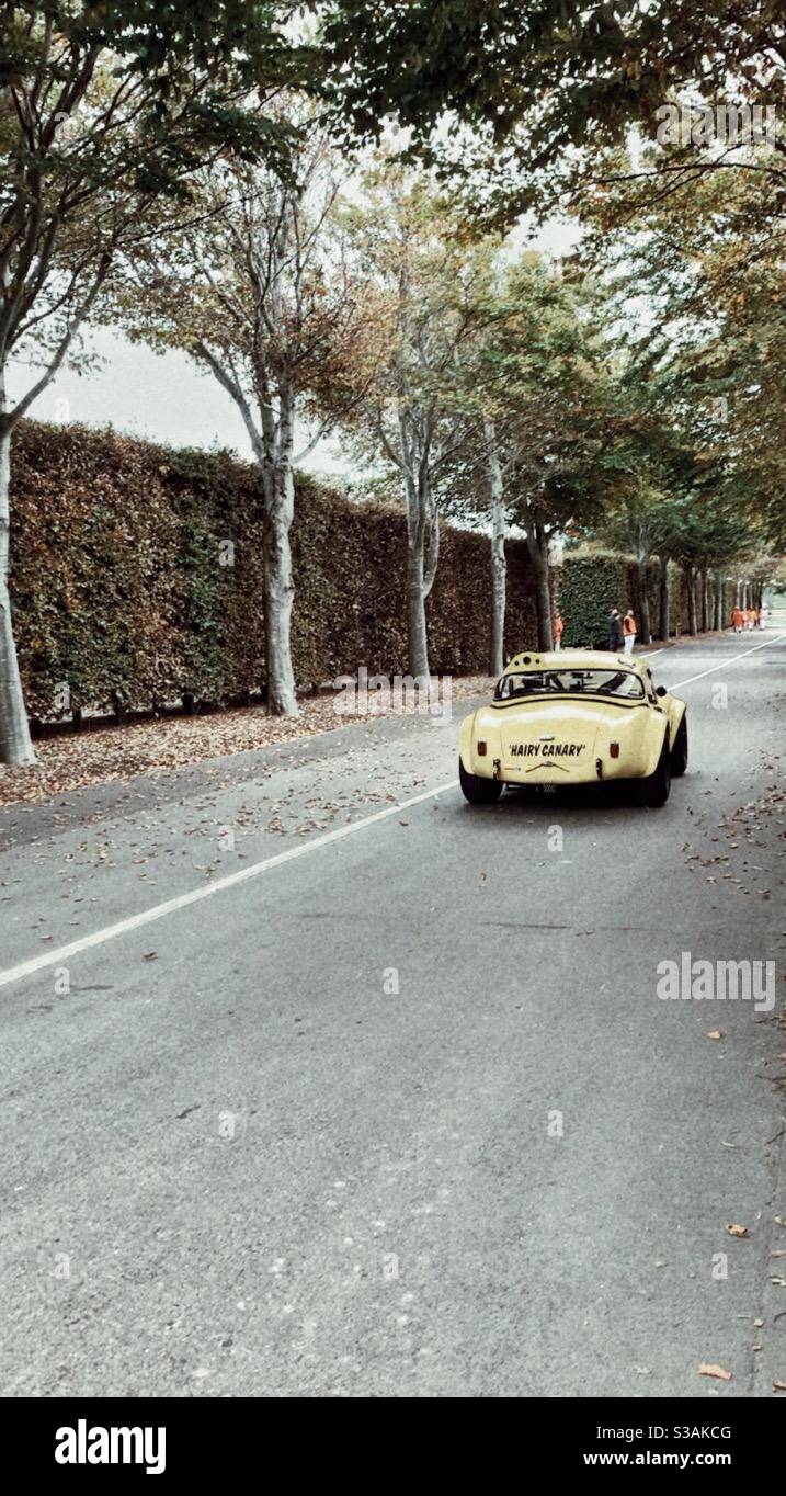 Cobra sulla strada di traino - Immagine stock catturata con smartphone