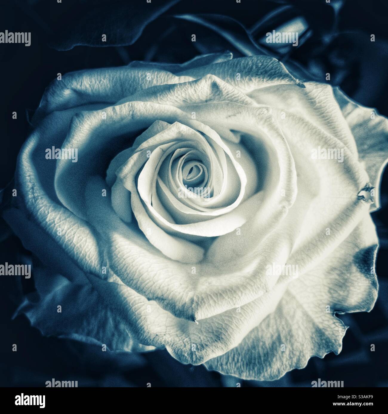 Rosa bianca. Foto Stock