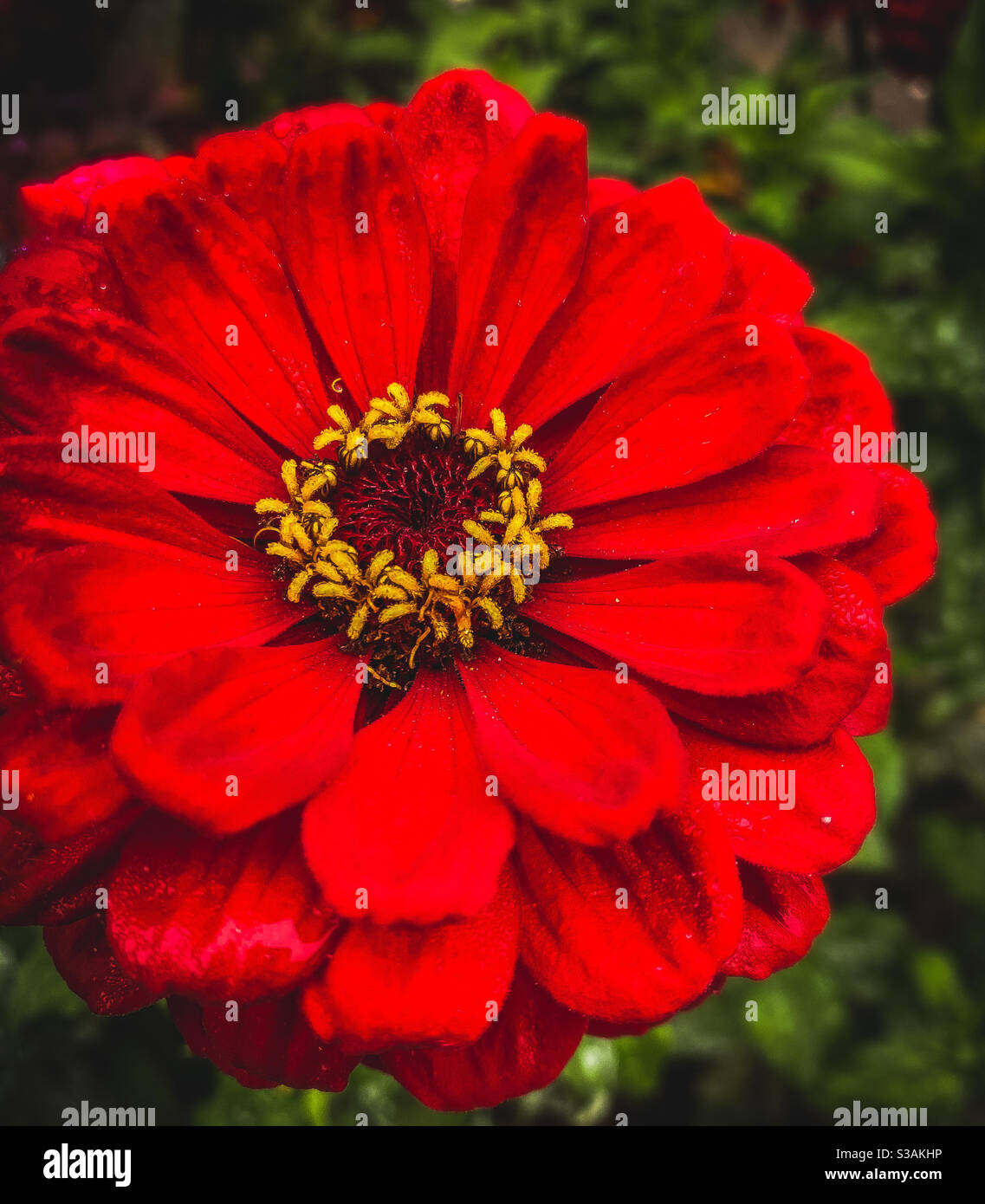 Zinnia Lancaster, Pennsylvania Foto Stock