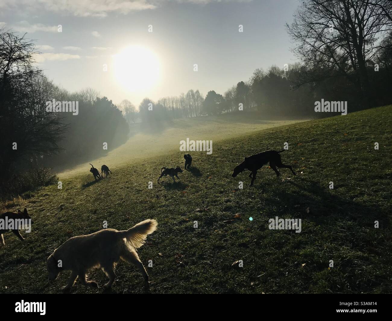 Cani che giocano sul campo mentre l'alba dell'autunno Foto Stock