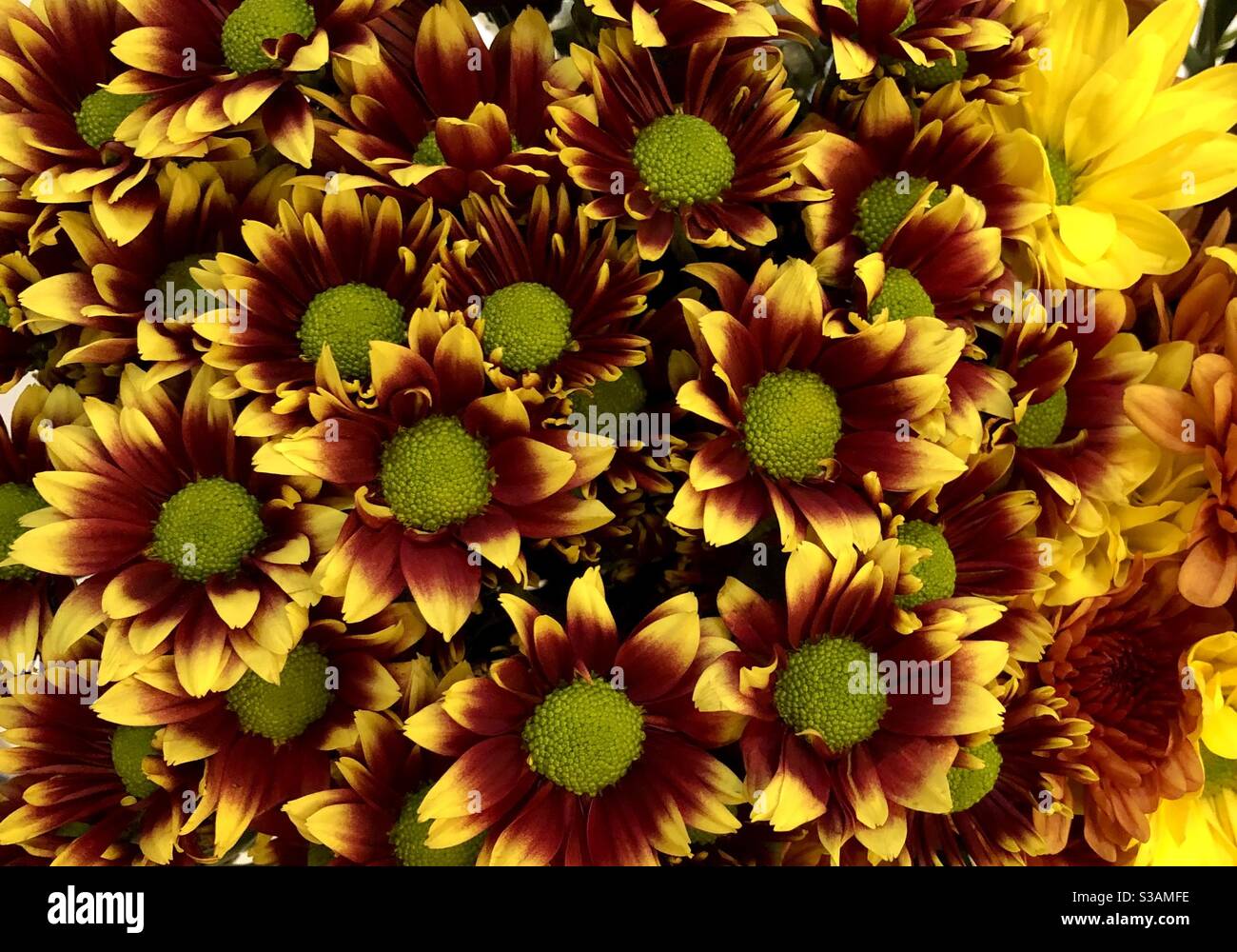 Mazzi di crisantemi gialli e rossi. - Immagine stock catturata con smartphone