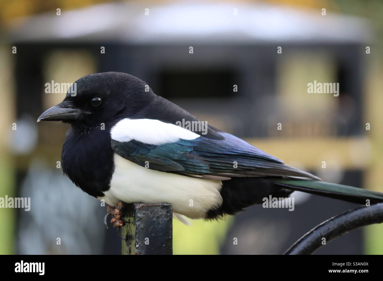 Una magpie che riposa su una ringhiera del parco Foto Stock