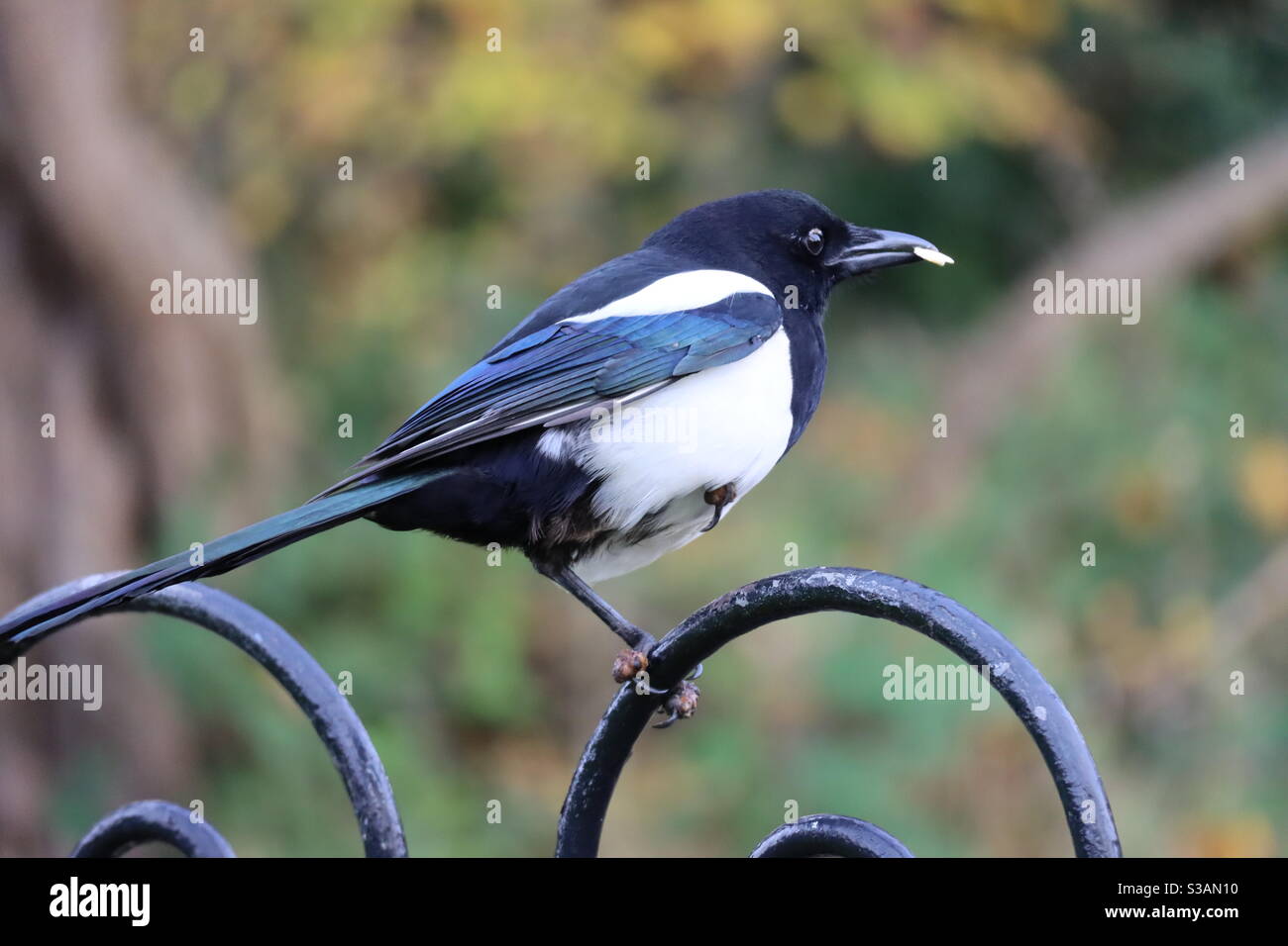 Un uccello magpie che si trova su una recinzione in un parco con l'alimentazione degli uccelli nel suo becco Foto Stock