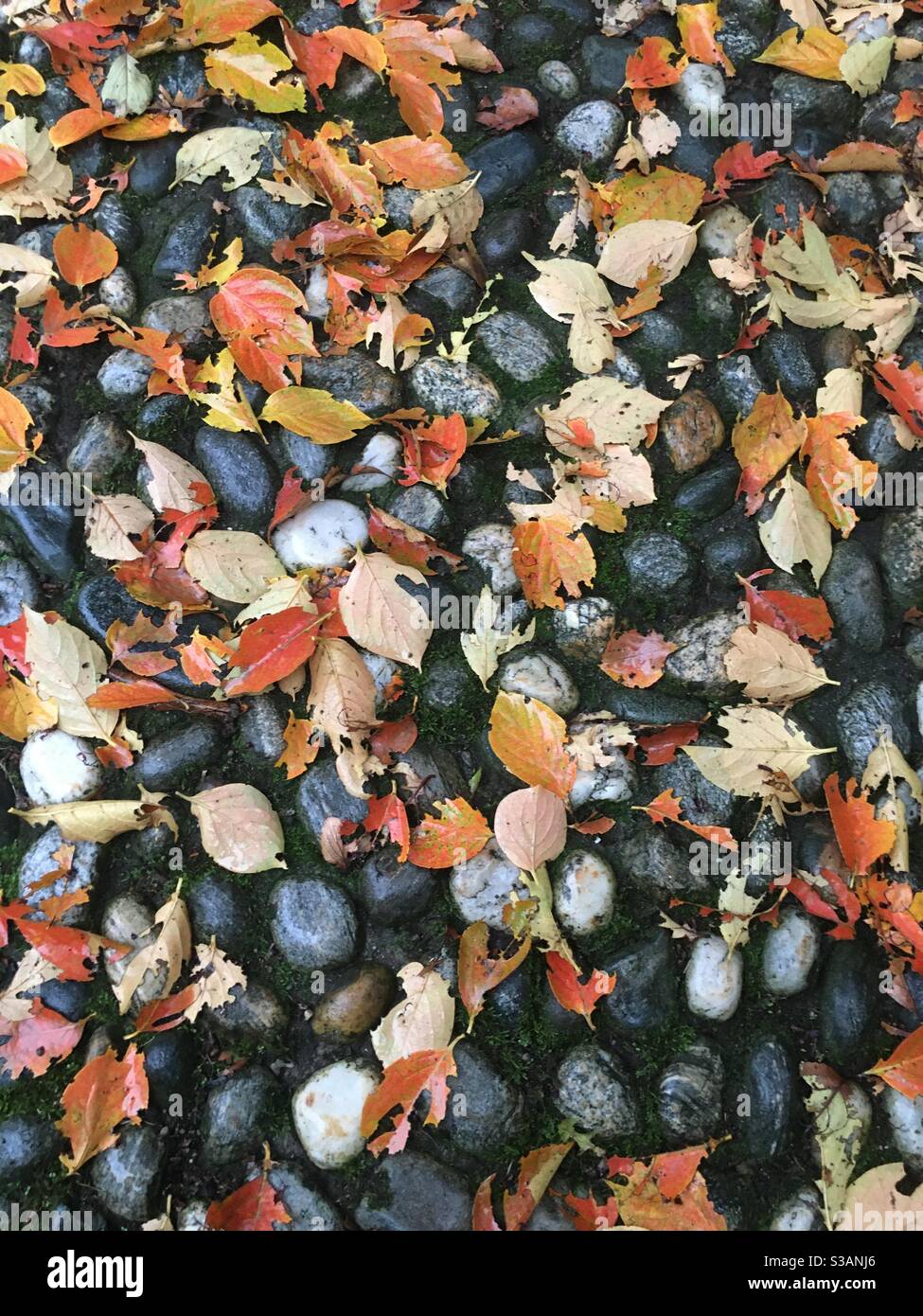 Foglie d'autunno, colorate Foto Stock