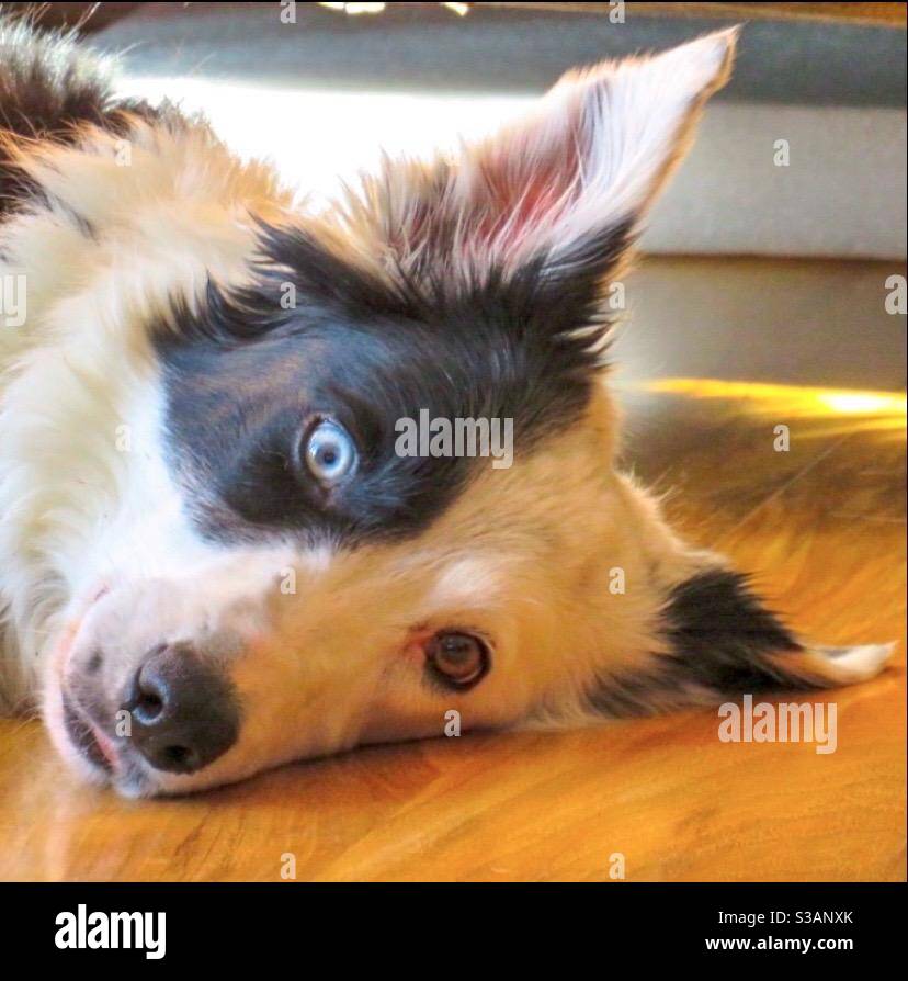 Cani - Immagine stock catturata con smartphone