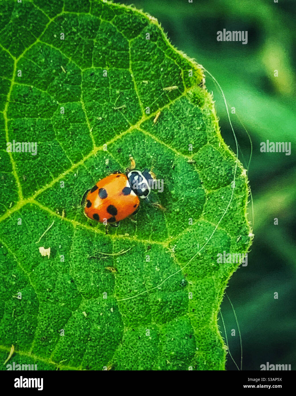 Ladybird su una foglia - Immagine stock catturata con smartphone