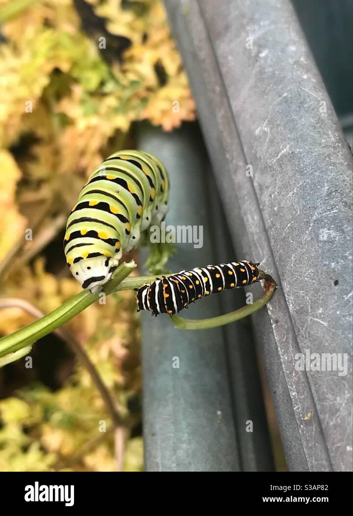 Un paio di bruchi Swallowtail neri si nutrono di prezzemolo. I pilastri sono spesso scambiati per i pilastri monarca. Foto Stock