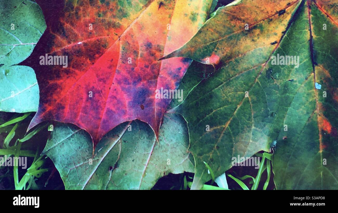 Splendidi colori delle foglie autunnali Foto Stock