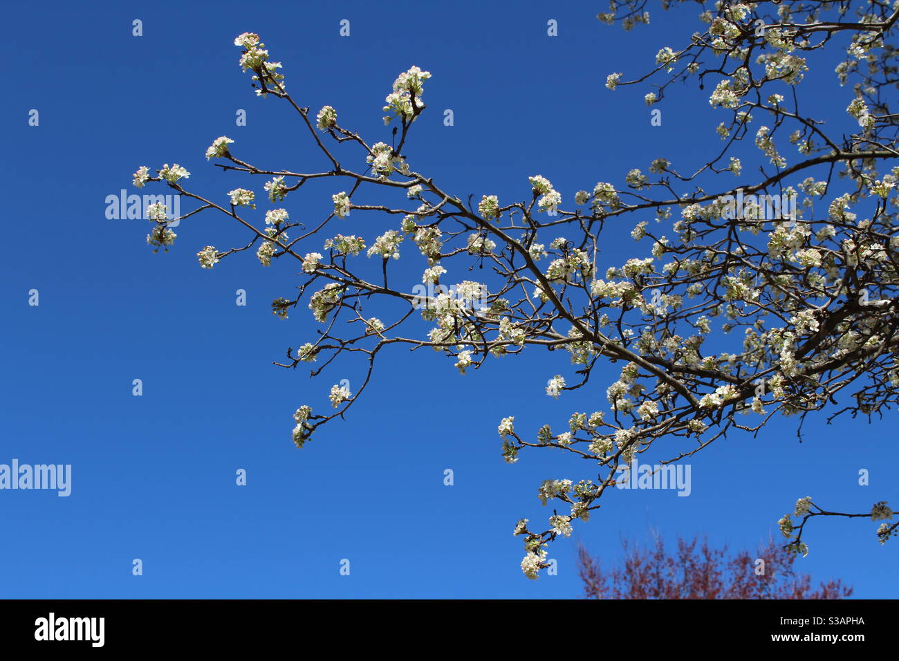 Cielo blu e fiori bianchi Foto Stock