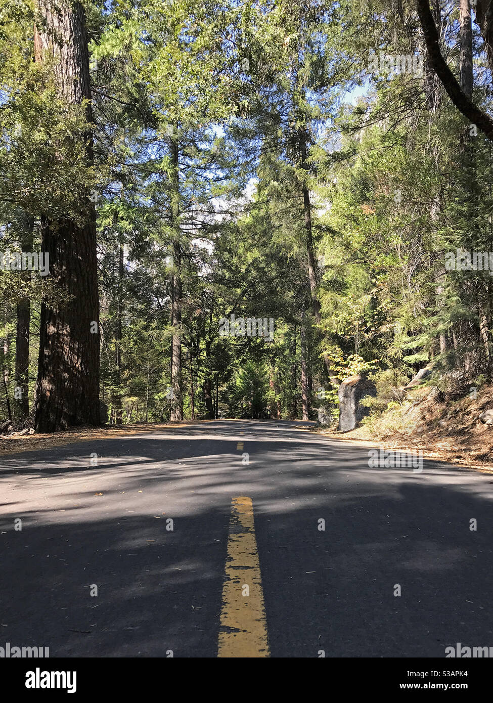 Linee tratteggiate su una strada tagliata attraverso una lussureggiante foresta verde in una vista verticale ad angolo basso durante il giorno. Foto Stock