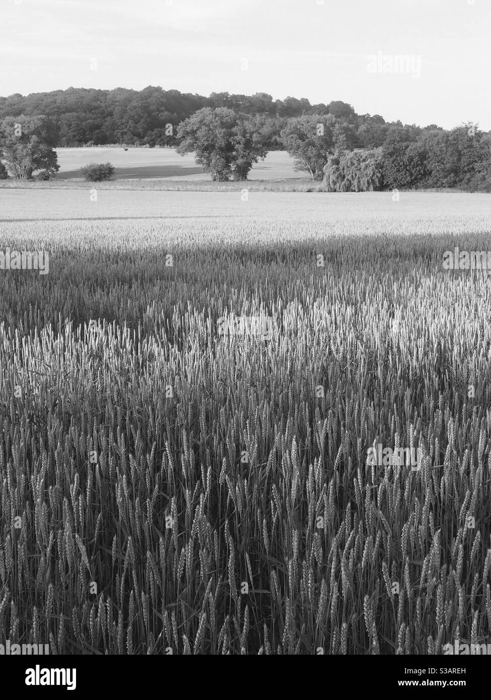 Campo aperto nella campagna del Kent, Regno Unito Foto Stock