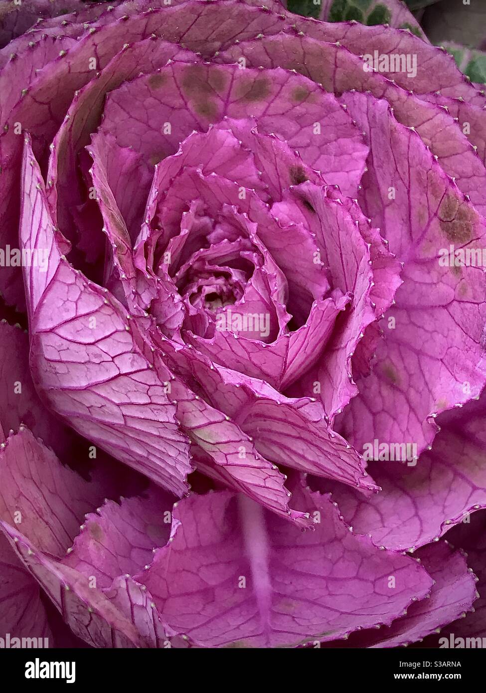 Pianta ornamentale vibrante di cavolo. Piena di forma architettonica. - Immagine stock catturata con smartphone