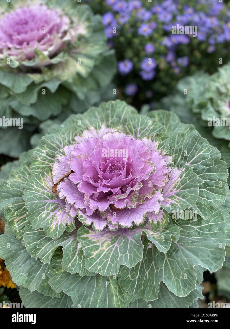 Cavolo ornamentale in giardino d'autunno - Immagine stock catturata con smartphone