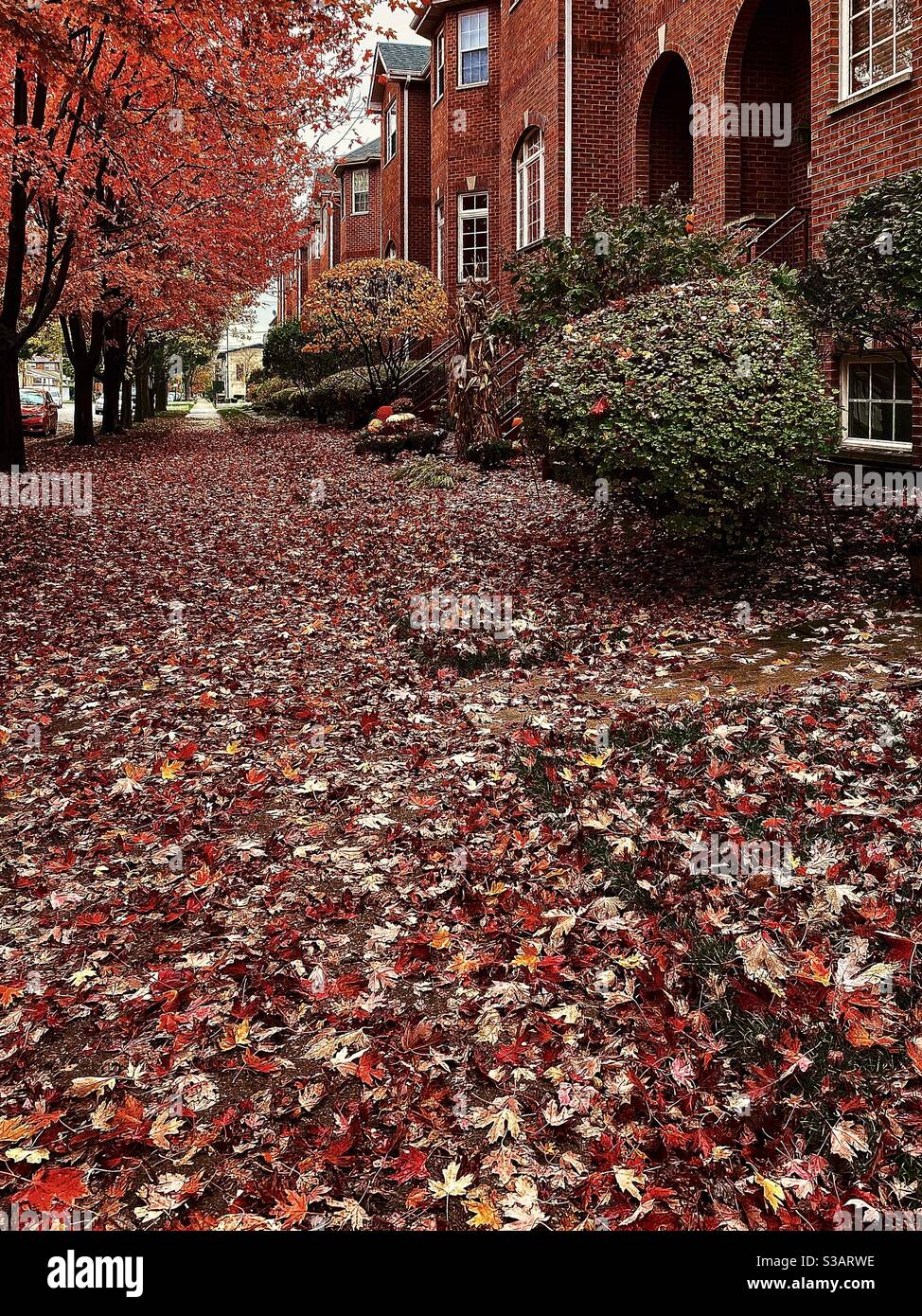 Colori autunnali con foglie a terra Foto Stock