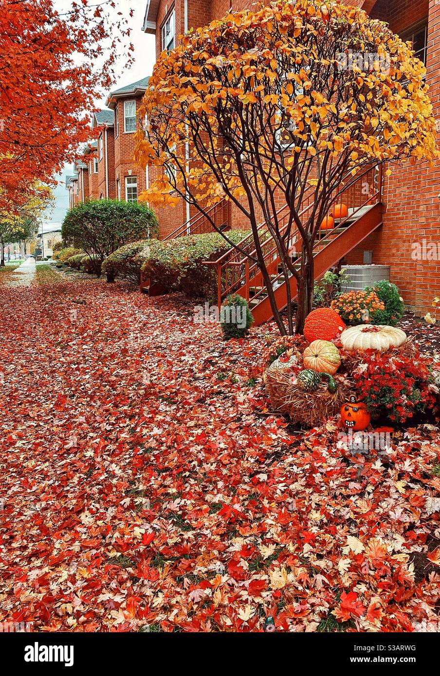 Bellissimi colori autunnali con foglie a terra Foto Stock