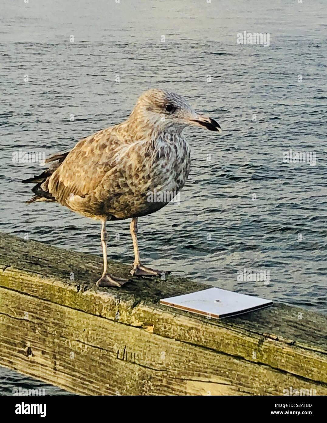 Seagull in posa al Jones Beach Field 10 Foto Stock