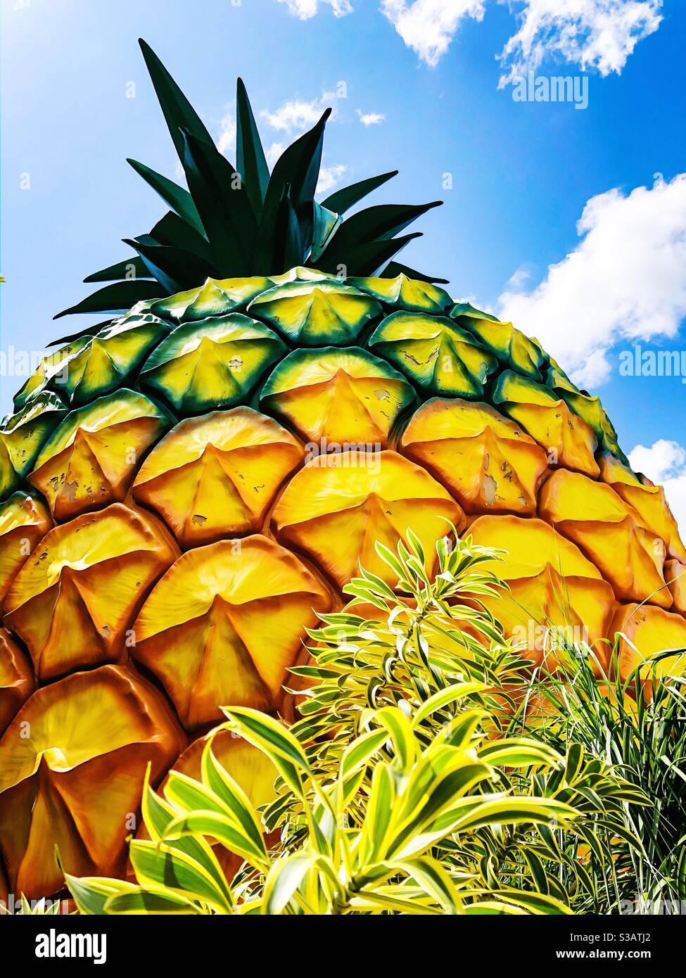 Il grande ananas - Immagine stock catturata con smartphone