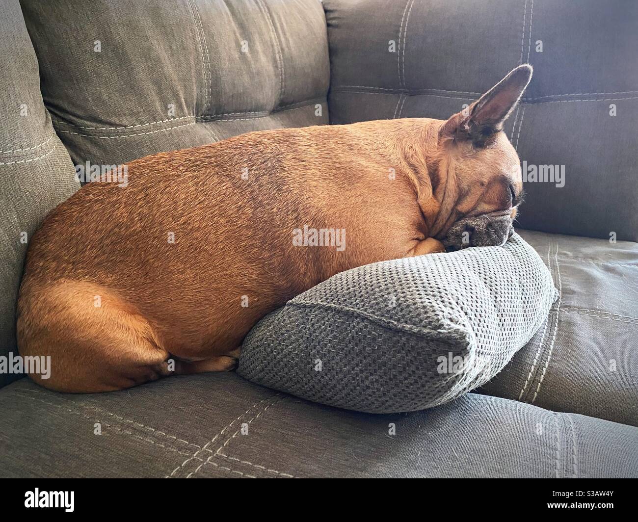 Un bulldog francese che dorme su un cuscino su un divano Foto stock - Alamy