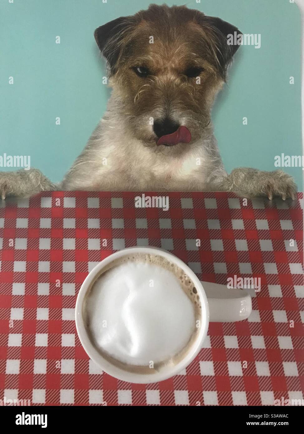 Cane che guarda sopra una tazza di cappuccino caffè - Immagine stock catturata con smartphone