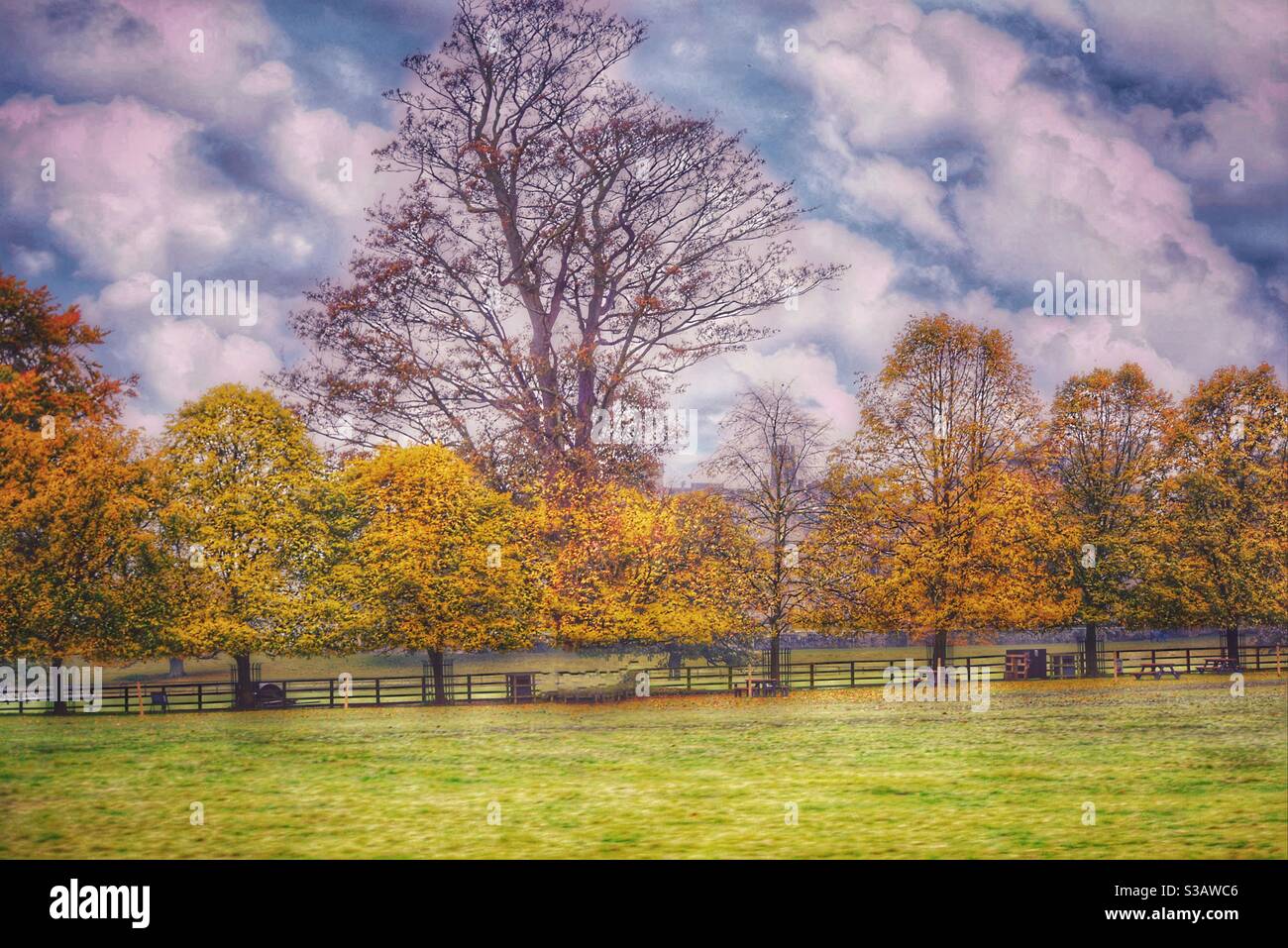 Treescape nello Yorkshire Foto Stock