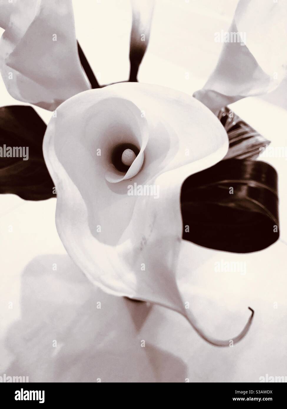 Un bel dettaglio di un giglio di canna bianco. - Immagine stock catturata con smartphone