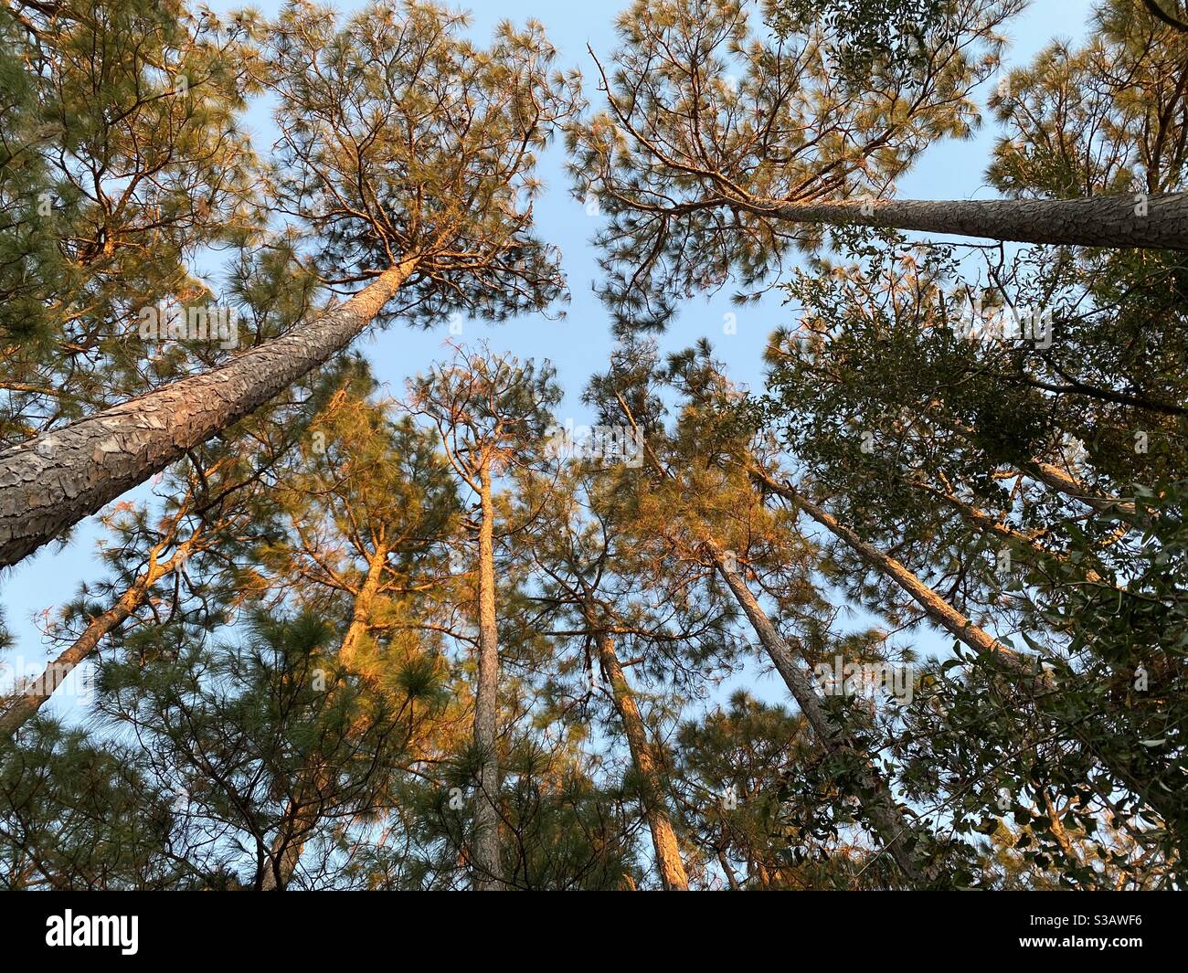 Guardando in su ai grandi alberi di pino con il sole dorato che splende sulle cime degli alberi - Immagine stock catturata con smartphone