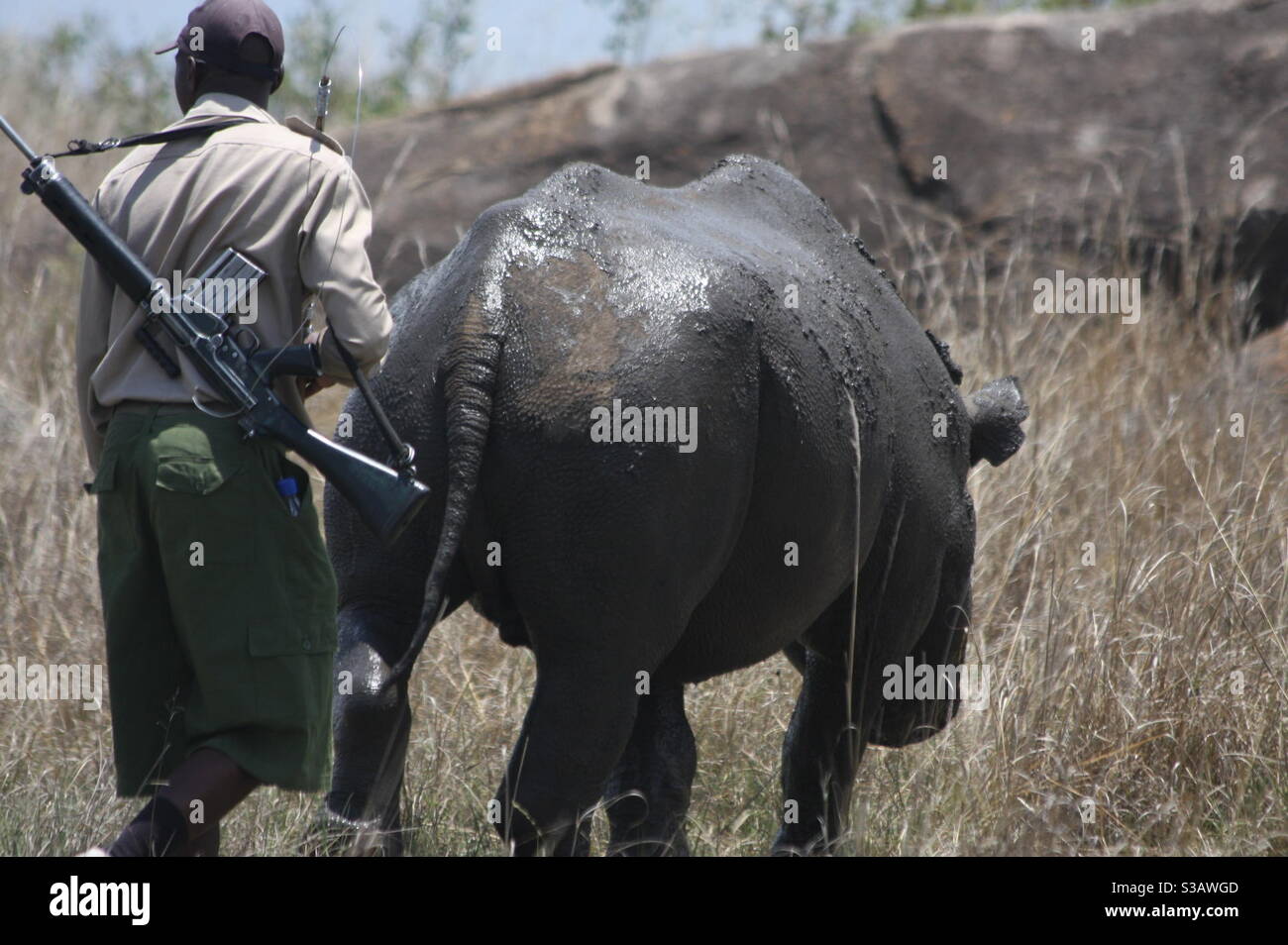 Rinoceronte africano custodito nel 24/7 dai ranger della fauna selvatica Foto Stock