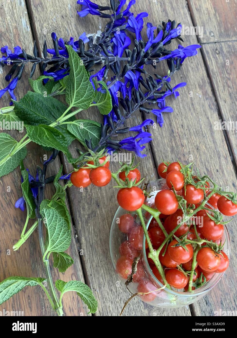Salvia Black and Blue and Cherry Tomatoes, prodotti del giardino australiano - Immagine stock catturata con smartphone